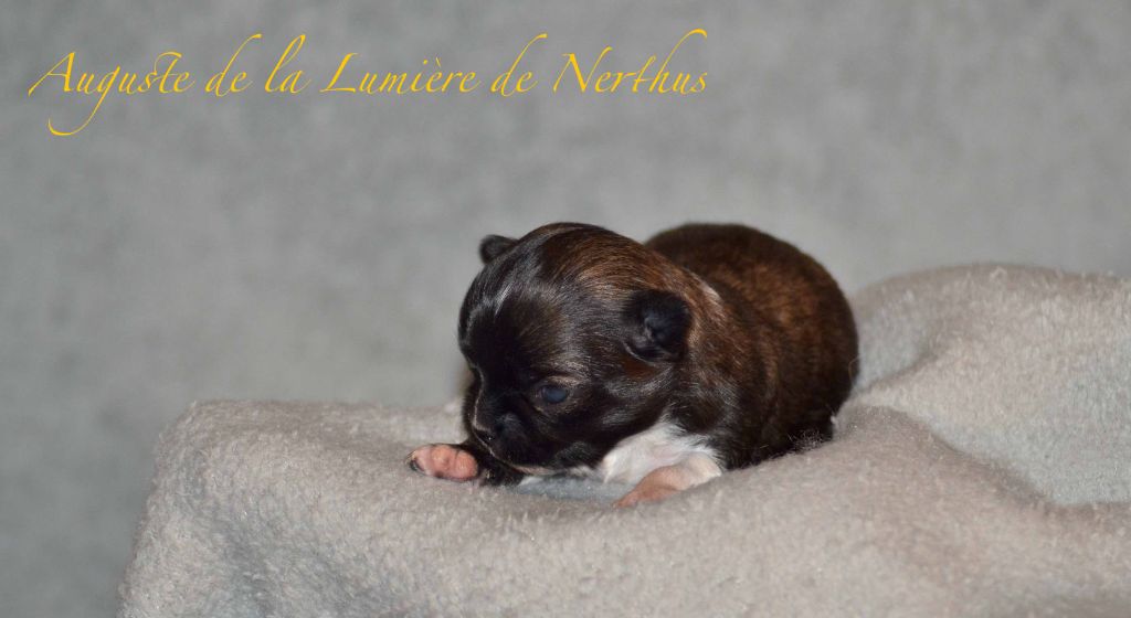 De La Lumière De Nerthus - Chiots disponibles - Chihuahua