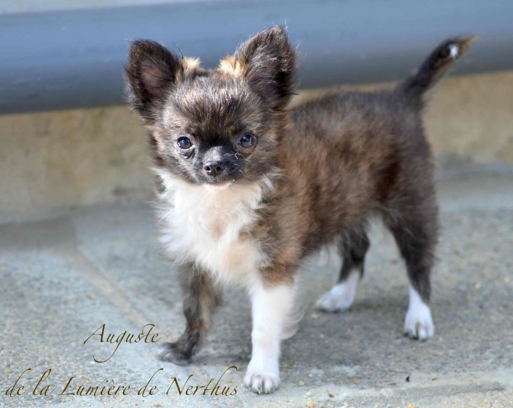 De La Lumière De Nerthus - Chiots disponibles - Chihuahua
