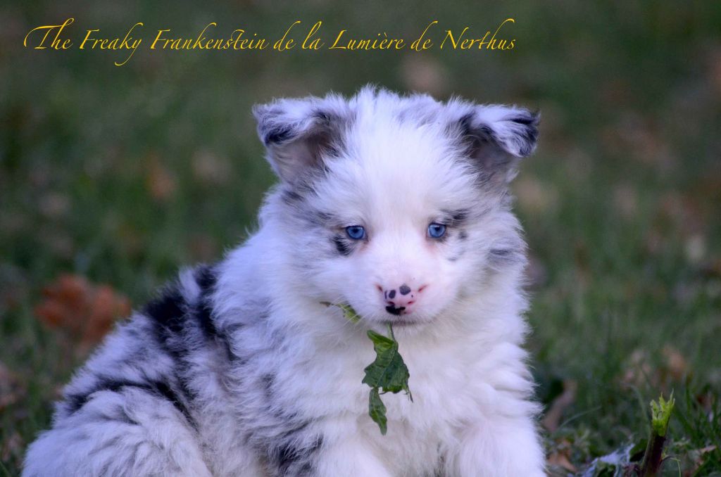 De La Lumière De Nerthus - Border Collie - Portée née le 27/10/2022
