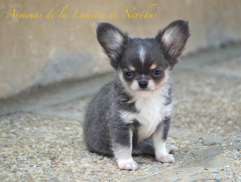De La Lumière De Nerthus - Chiots disponibles - Chihuahua