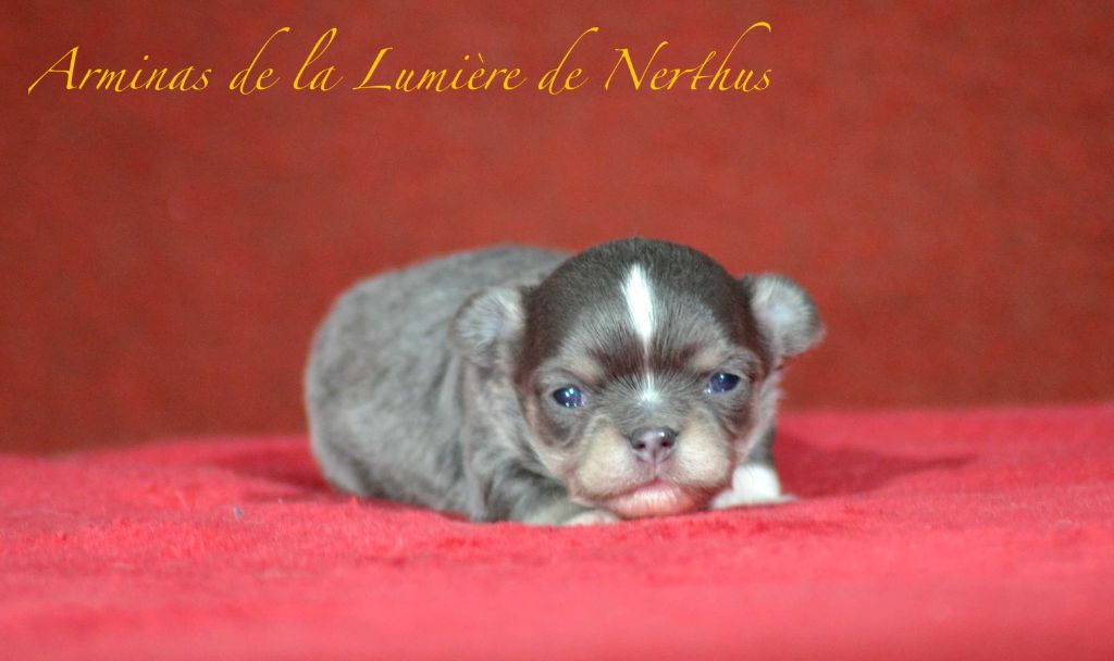 De La Lumière De Nerthus - Chiots disponibles - Chihuahua