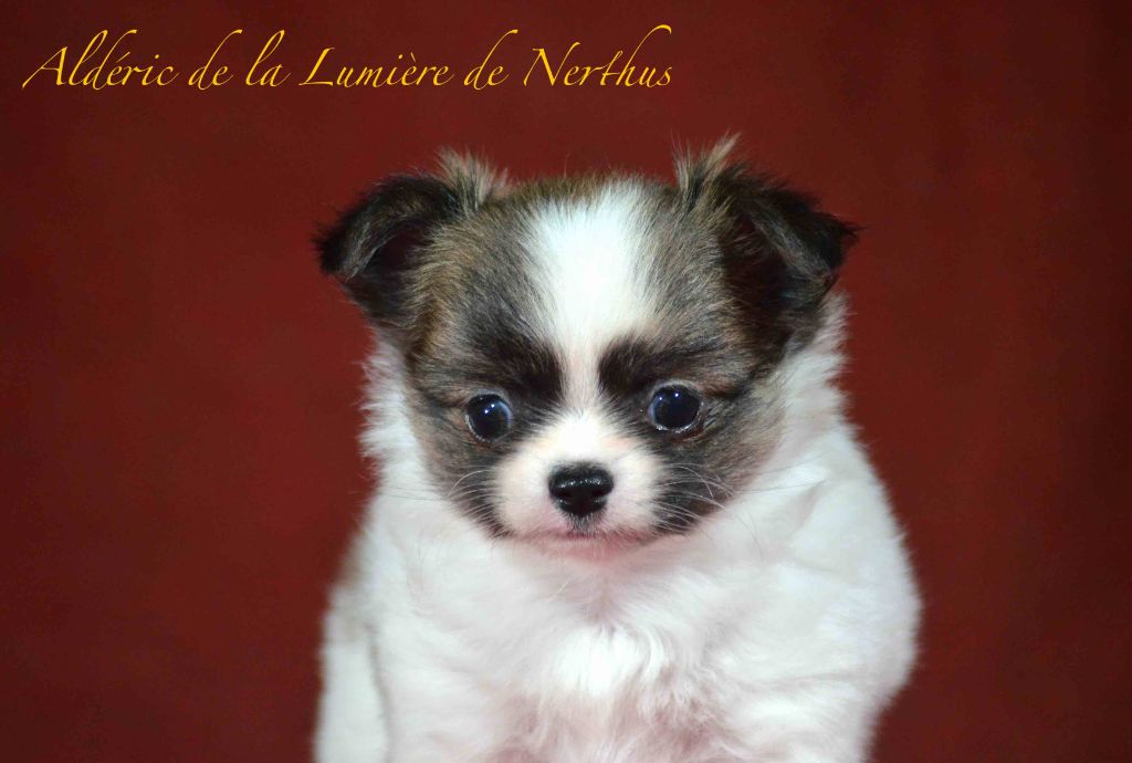 De La Lumière De Nerthus - Chiots disponibles - Chihuahua