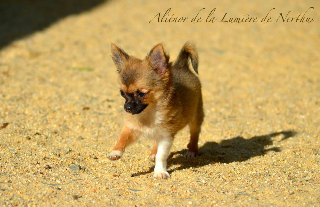 De La Lumière De Nerthus - Chiots disponibles - Chihuahua