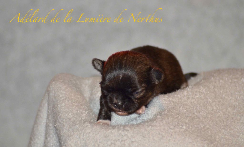 De La Lumière De Nerthus - Chiots disponibles - Chihuahua