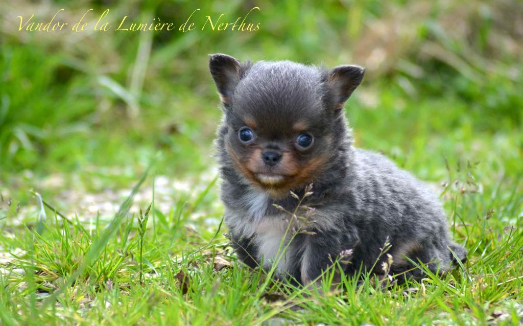 De La Lumière De Nerthus - Chihuahua - Portée née le 06/04/2024